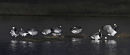 ROOSTING BARNACLE GEESE